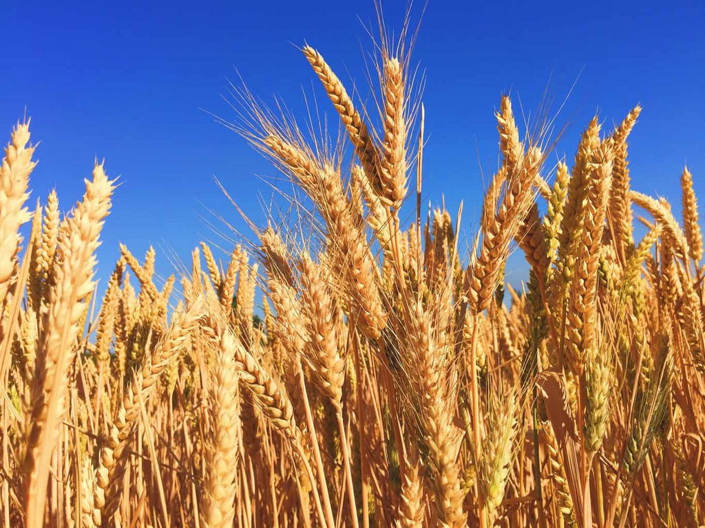 Wheat waving in the breeze. 