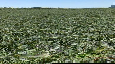 Corn field in Iowa flattened by a windstorm.