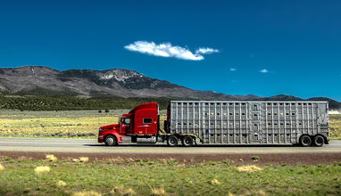 A truck transports live cattle in illustrate an article about the impacts of the JBS cyberattack on livestock haulers